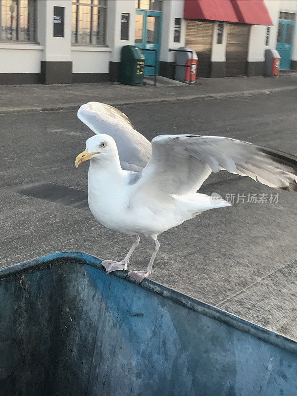 鲱鱼鸥(Larus argentatus)栖息在街道蓝色，硬塑料垃圾桶的垃圾桶，扫过一堆袋装垃圾，海边的垃圾桶